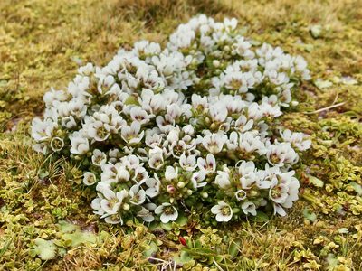 Gentianella cerina, photographed by Sue Carnahan