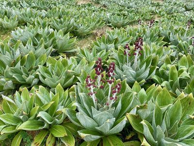 Pleurophyllum hookeri, photographed by Sue Carnahan