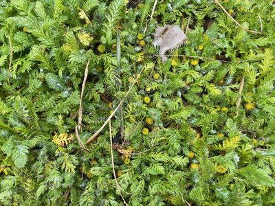 Leptinella plumosa, photographed by Sue Carnahan