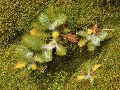 Leptinella plumosa, photographed by Sue Carnahan