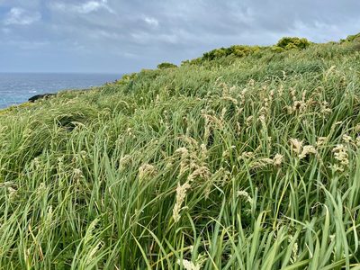 Poa foliosa, photographed by Sue Carnahan