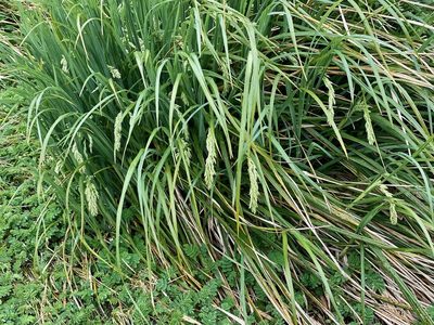 Poa foliosa, photographed by Sue Carnahan