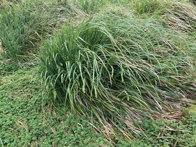 Poa foliosa