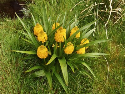 Bulbinella rossii, photographed by Sue Carnahan