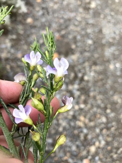 Psoralea forbesiae, photographed by Dave U