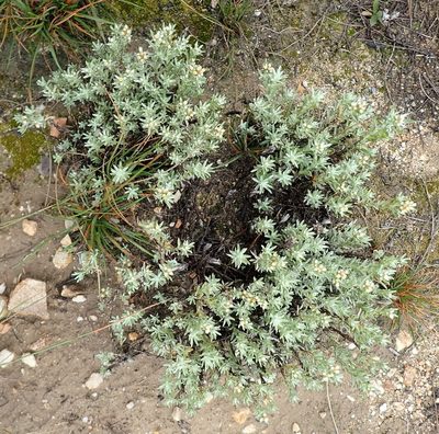 Gnaphalium capense, photographed by Nicola van Berkel