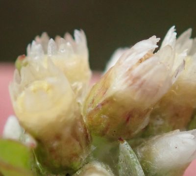Gnaphalium capense, photographed by Nicola van Berkel