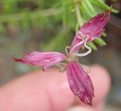 Dianthus bolusii, photographed by Nicola van Berkel