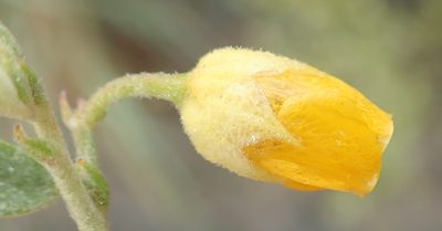 Hermannia incana, photographed by Nicola van Berkel