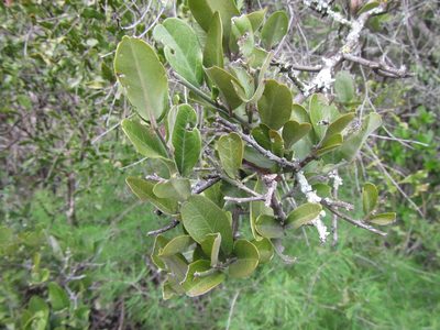 Capparis sepiaria, photographed by douglaseustonbrown