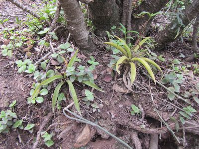 Dracaena aethiopica, photographed by douglaseustonbrown