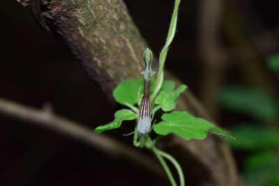 Ceropegia meyeri, photographed by Sunčana Bradley