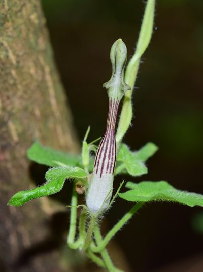 Ceropegia meyeri, photographed by Sunčana Bradley