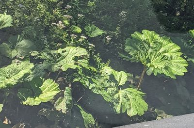 Gunnera insignis, photographed by RD