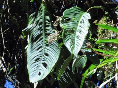 Monstera oreophila, photographed by RD