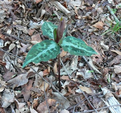 Trillium decipiens, photographed by Robert Webster