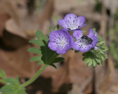 Phacelia hirsuta, photographed by Robert Webster