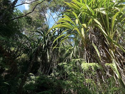 Cordyline banksii, photographed by Duncan Cunningham