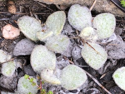 Helichrysum rotundifolium, photographed by Dave U