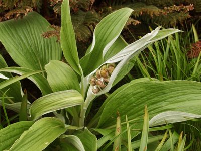 Pleurophyllum criniferum, photographed by Sue Carnahan