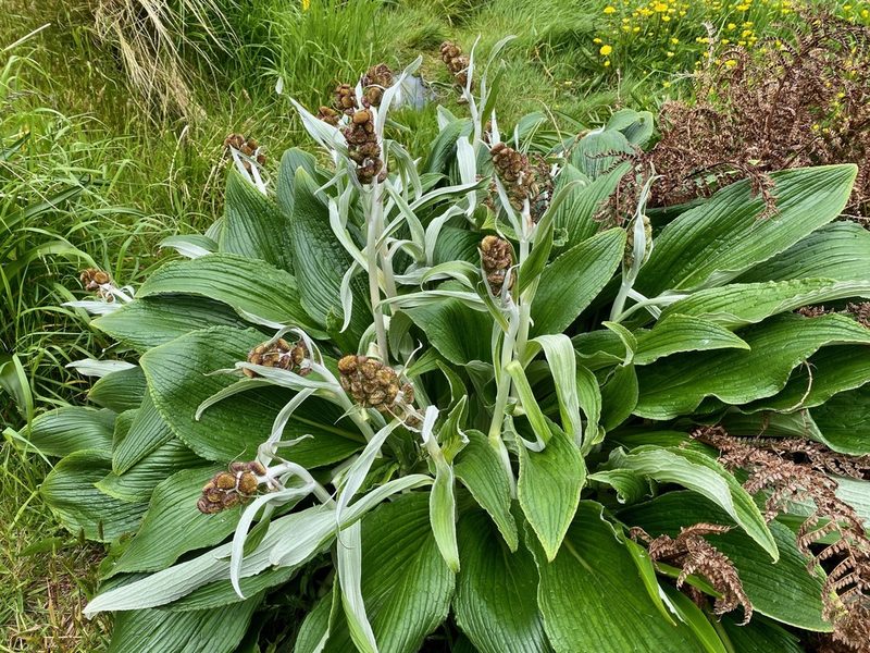 Pleurophyllum criniferum, photographed by Sue Carnahan