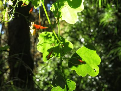 Tropaeolum emarginatum, photographed by RD