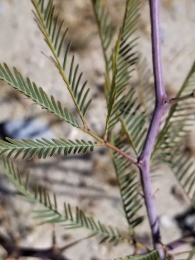 Neltuma chilensis, photographed by Rod