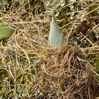 Pleurophyllum criniferum, photographed by Sue Carnahan