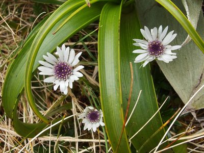 Damnamenia vernicosa, photographed by Sue Carnahan