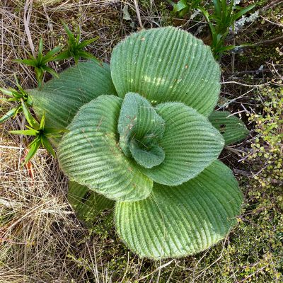 Pleurophyllum speciosum, photographed by Sue Carnahan