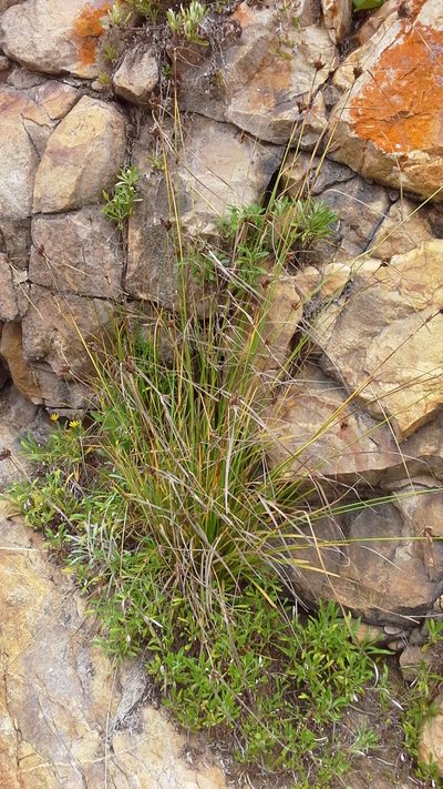 Carex ecklonii, photographed by Charles Stirton