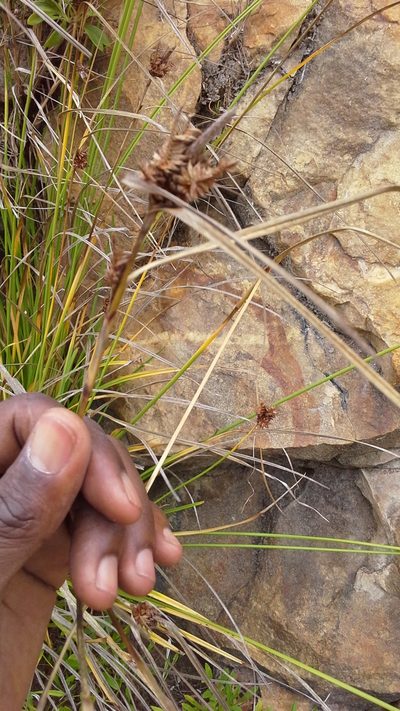 Carex ecklonii, photographed by Charles Stirton