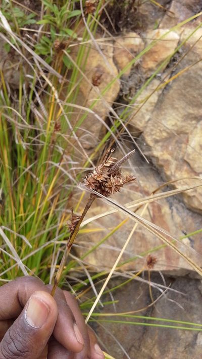 Carex ecklonii, photographed by Charles Stirton