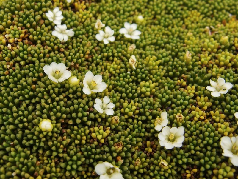 Phyllachne clavigera, photographed by Sue Carnahan