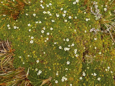 Phyllachne clavigera, photographed by Sue Carnahan
