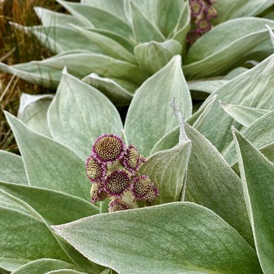 Pleurophyllum hookeri, photographed by Sue Carnahan
