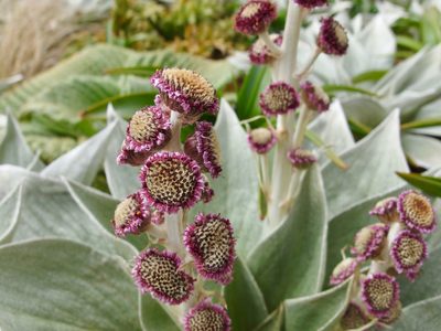 Pleurophyllum hookeri, photographed by Sue Carnahan