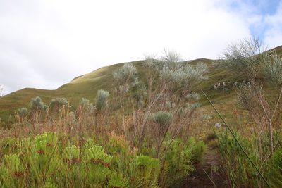 Psoralea pullata, photographed by Tony Rebelo