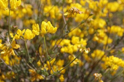 Coronilla ramosissima, photographed by Olivier Argagnon