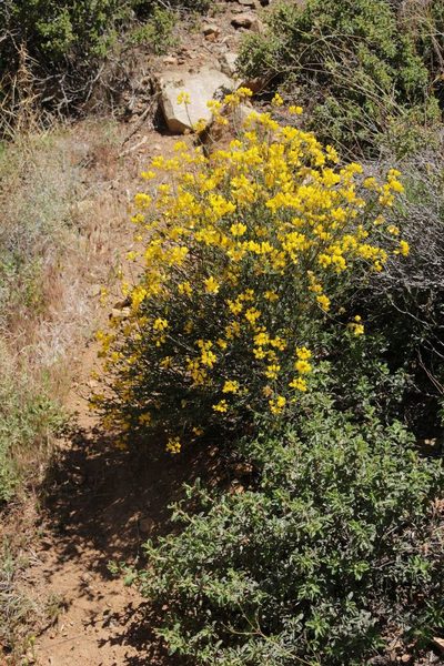 Coronilla ramosissima, photographed by Olivier Argagnon