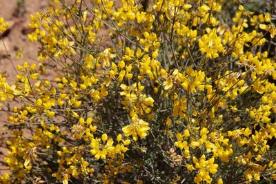 Coronilla ramosissima, photographed by Olivier Argagnon