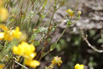 Coronilla ramosissima, photographed by Olivier Argagnon