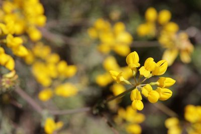 Coronilla ramosissima, photographed by Olivier Argagnon