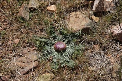 Leuzea acaulis, photographed by Olivier Argagnon