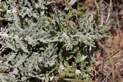 Leuzea acaulis, photographed by Olivier Argagnon