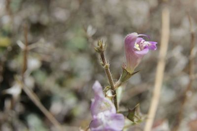 Salvia taraxacifolia, photographed by Olivier Argagnon