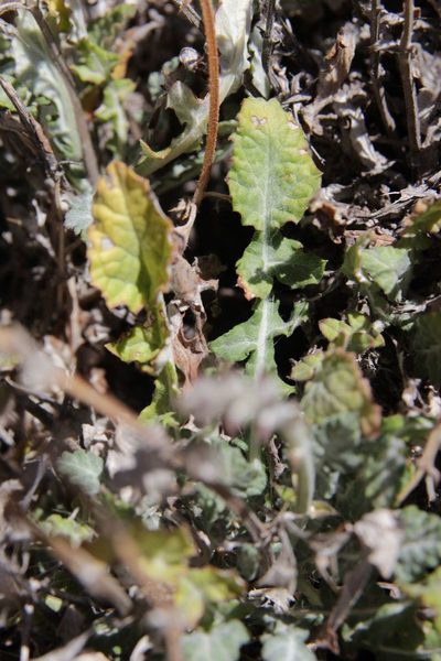 Salvia taraxacifolia, photographed by Olivier Argagnon