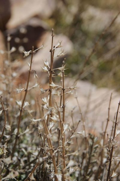 Salvia taraxacifolia, photographed by Olivier Argagnon