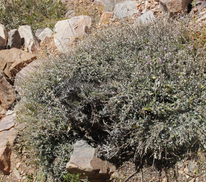 Salvia taraxacifolia, photographed by Olivier Argagnon