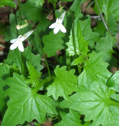 Lobelia pteropoda, photographed by Charles Stirton